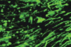 Neuron (1)