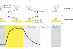 Phases of a Response Curve SPR